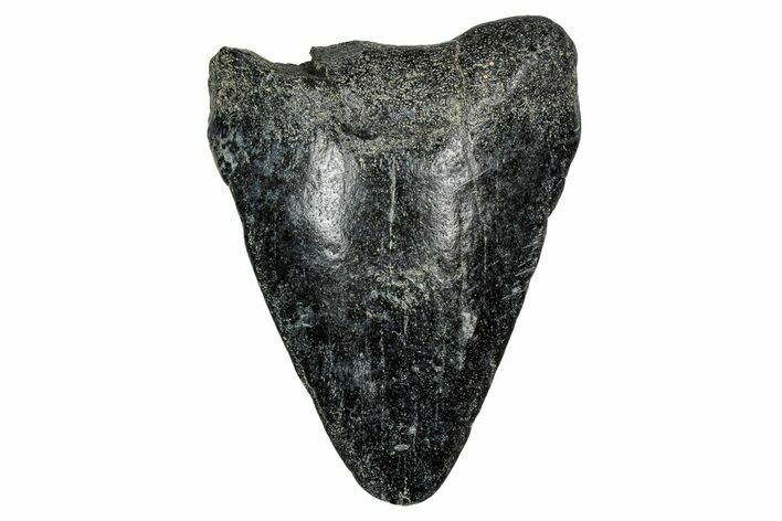 Bargain, Juvenile Megalodon Tooth - Georgia #338775